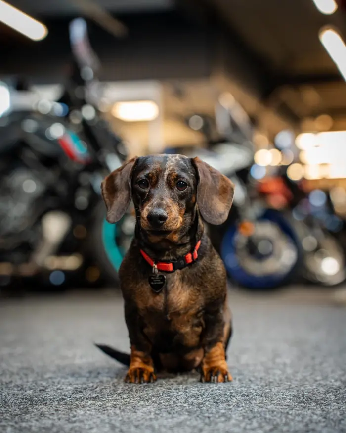 Catootje - Onze mascotte en proud member of the crew